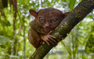 Exploring Bohol: A Paradise of Wonders